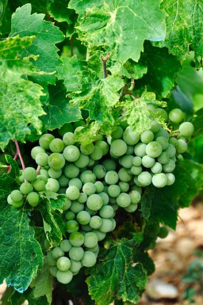 alex-block-vinho-verde-summr-wines